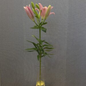 1 szál ázsiai liliom